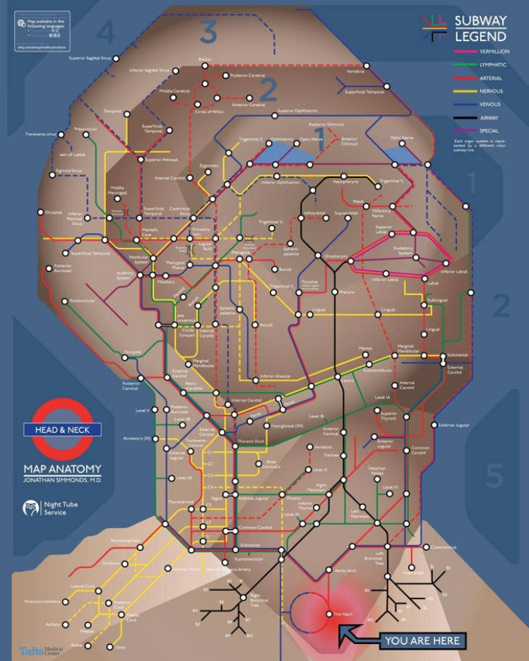 Metro map on a drawing of a human face and neck with lines for arteries and nerves