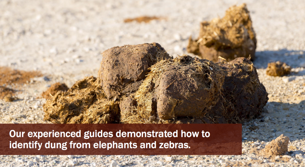 photo of elephant dung from one of her slides