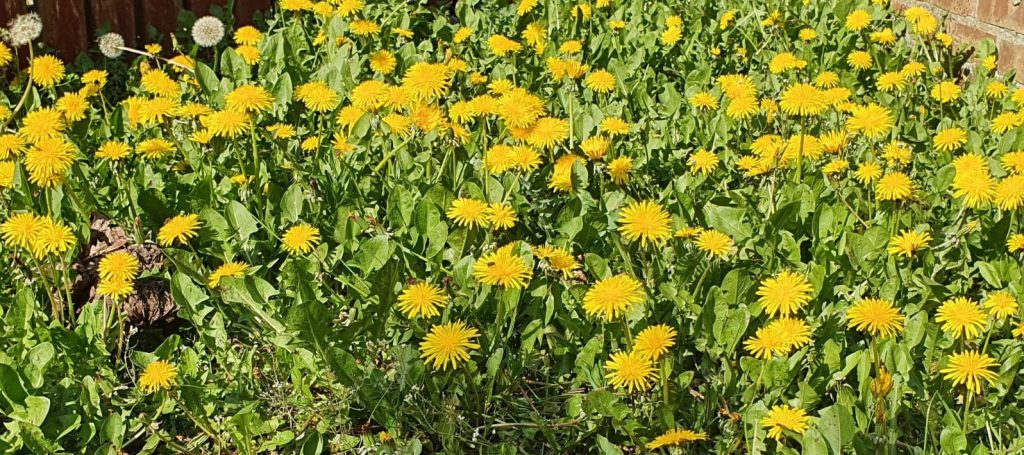 lots of dandelions in the garden
